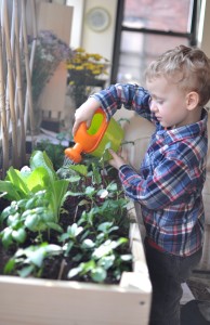 DIY building a vegetable garden with your kids