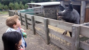 collingwood childrens farm