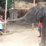 thailand feeding elephants